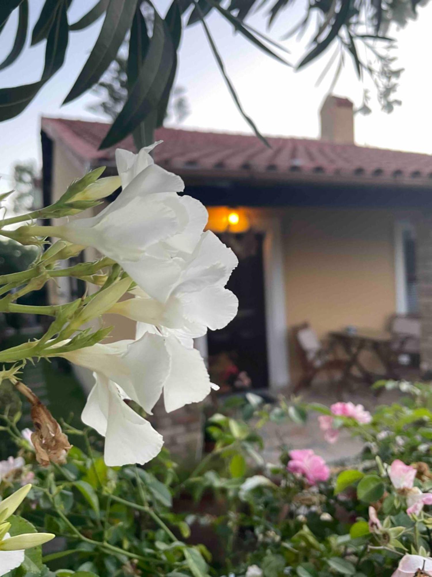 Villa Tina Country Beach Apartments Akharávi Rom bilde